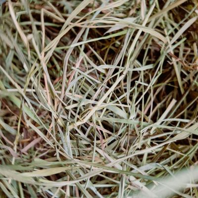 Soikkeli Syysheinä, kotimainen