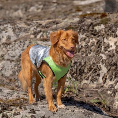 Viilennysliivi koiralle Feel Active XTR