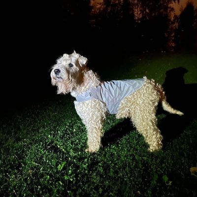 Heijastinliivi koiralle Icepeak Pet Brightly