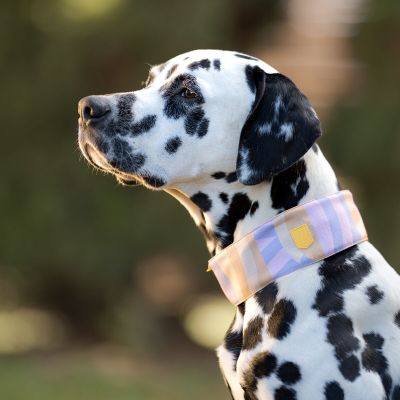 Woolly Wolf Sunshower -martingaalipanta