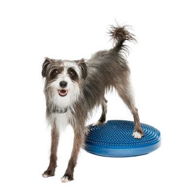 FitPaws-koiran tasapainotyyny, 36 cm